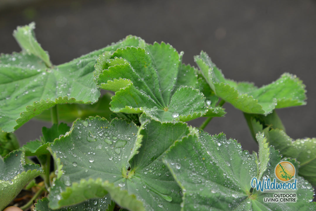 Lady's Mantle - Alchemilla Mollis, 1 Pack