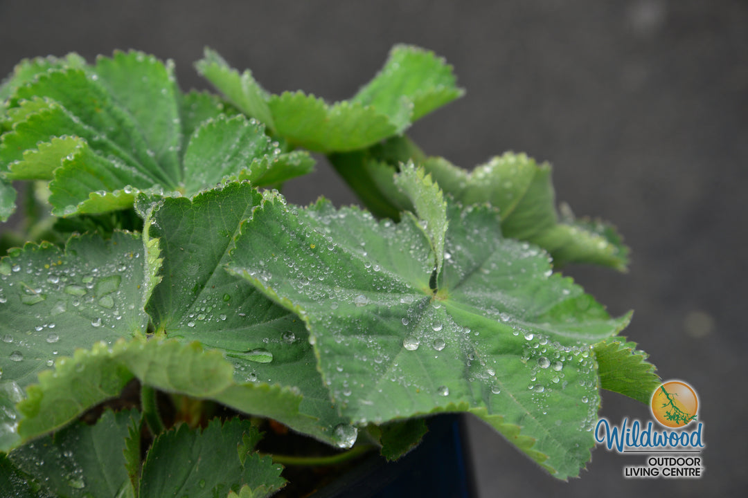 Lady's Mantle - Alchemilla Mollis, 1 Pack