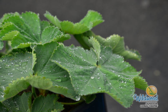 Lady's Mantle - Alchemilla Mollis, 1 Pack