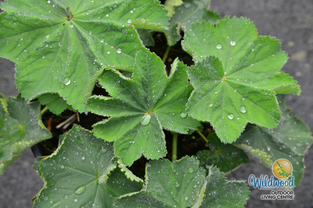 Lady's Mantle - Alchemilla Mollis, 1 Pack