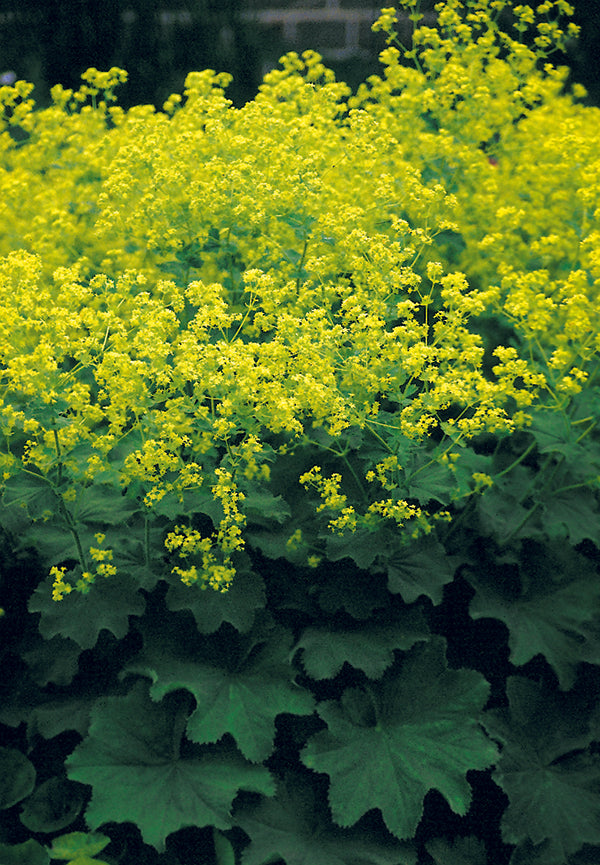 Lady's Mantle - mollis, 1 Pack