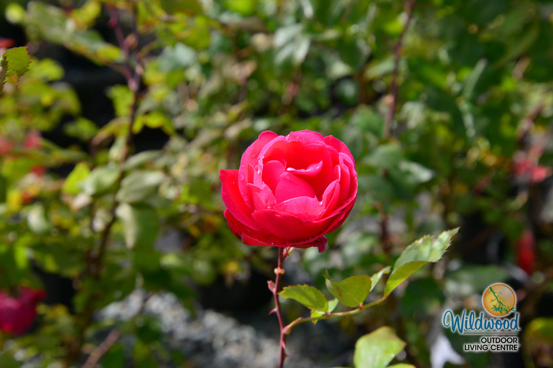 Alexander Mackenzie - Cold Hardy Rose