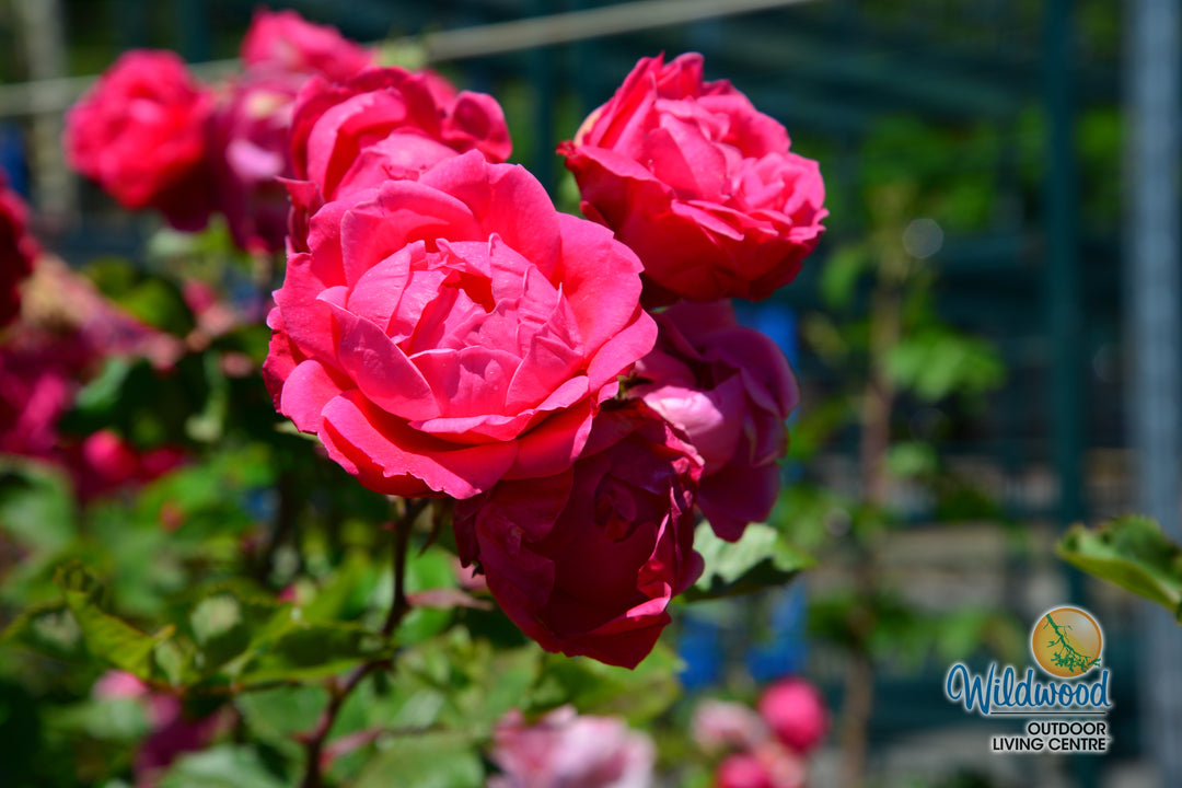 Alexander Mackenzie - Cold Hardy Rose