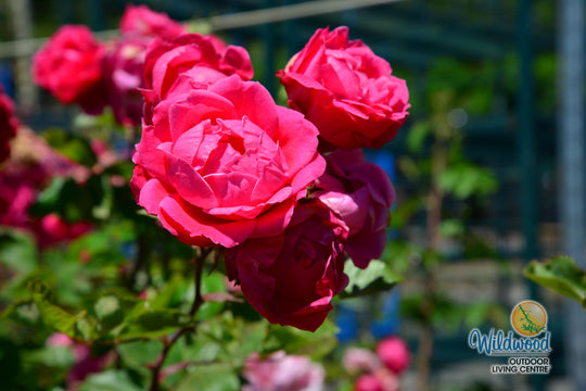 Alexander Mackenzie - Cold Hardy Rose