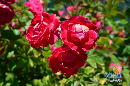 Alexander Mackenzie - Cold Hardy Rose