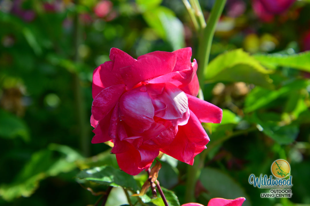 Alexander Mackenzie - Cold Hardy Rose
