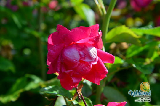 Alexander Mackenzie - Cold Hardy Rose