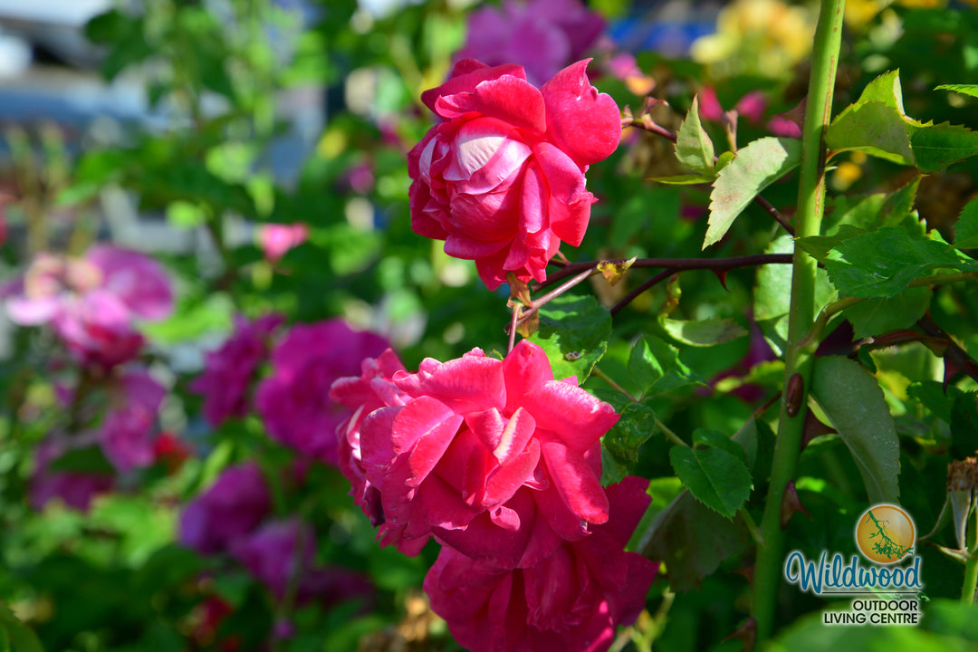 Alexander Mackenzie - Cold Hardy Rose