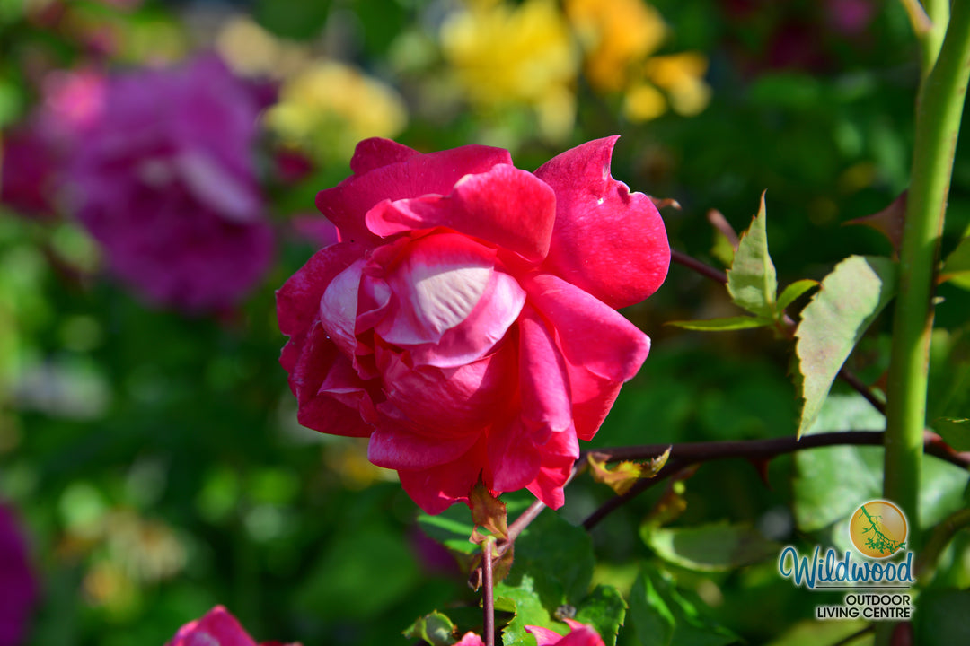 Alexander Mackenzie - Cold Hardy Rose