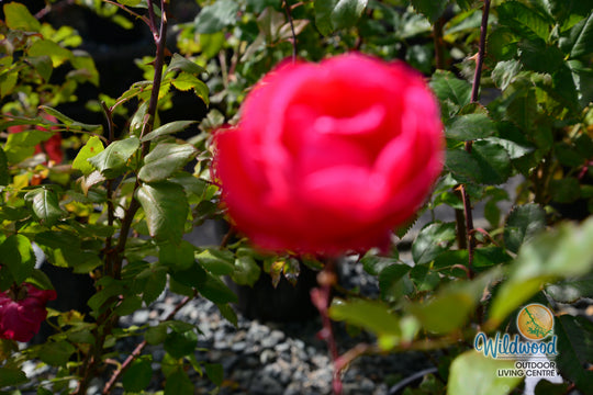 Alexander Mackenzie - Cold Hardy Rose