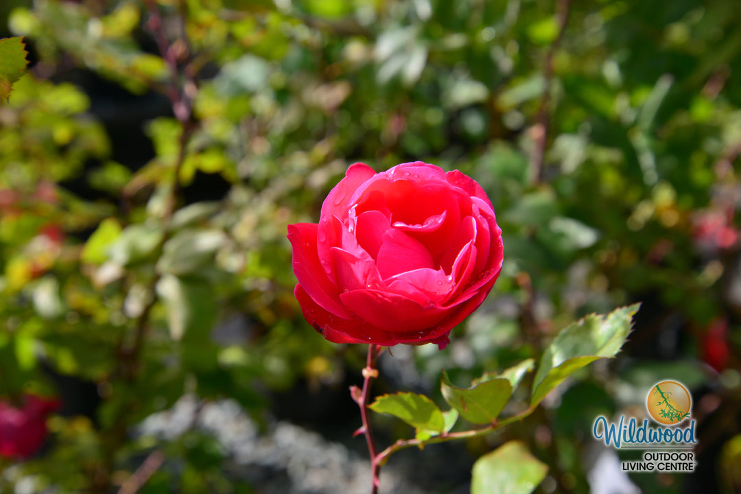 Alexander Mackenzie - Cold Hardy Rose