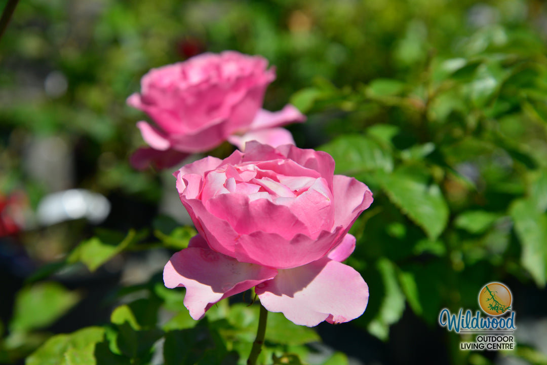 All Dressed Up - Weeks Rose