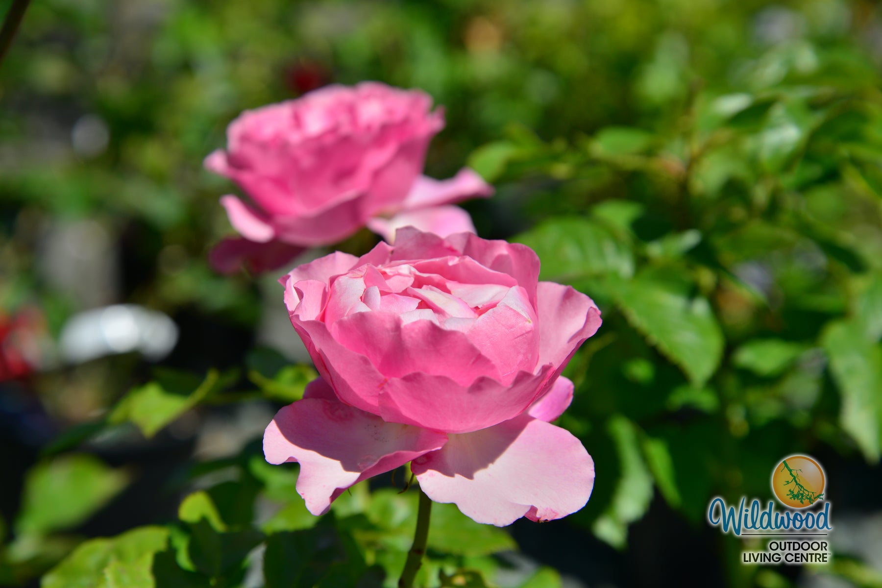 All Dressed Up Grandiflora