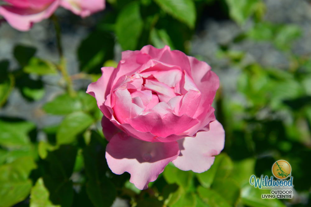 All Dressed Up - Weeks Rose