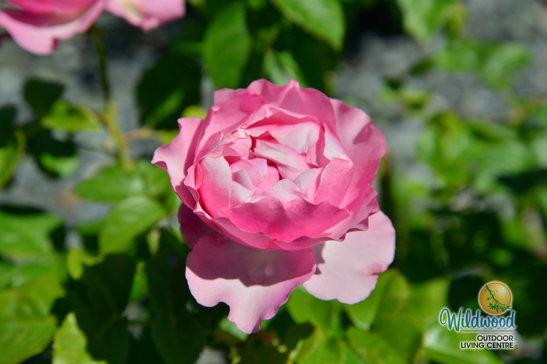 All Dressed Up - Weeks Rose