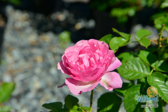All Dressed Up - Weeks Rose