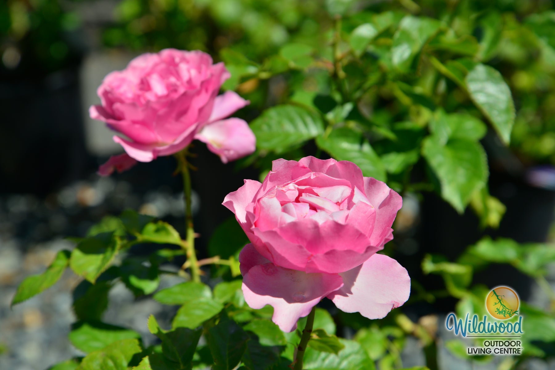 All Dressed Up Grandiflora