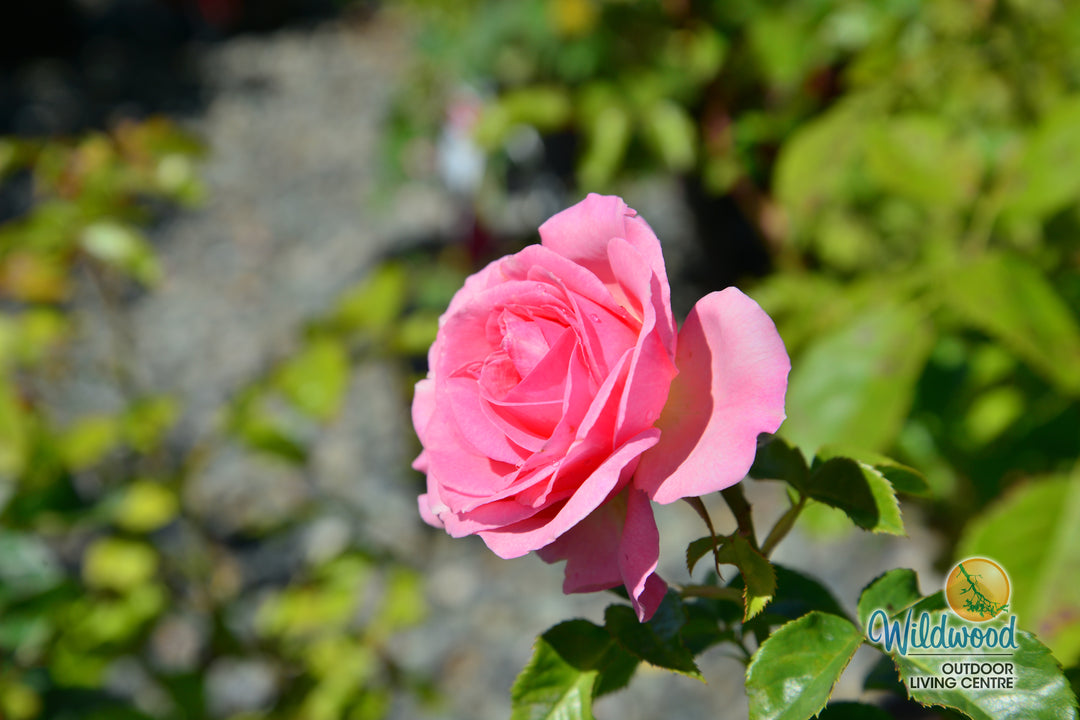 All Dressed Up - Weeks Rose