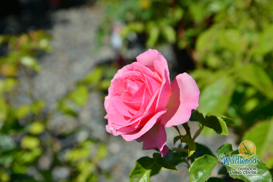 All Dressed Up - Weeks Rose