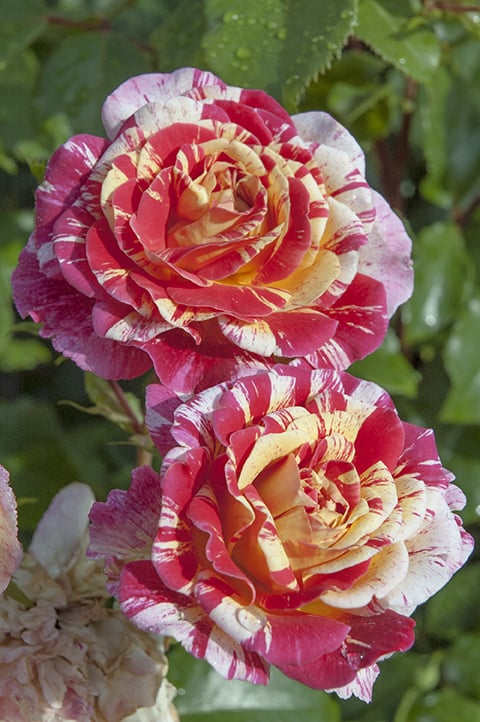 All American Magic™ - Star Roses and Plants