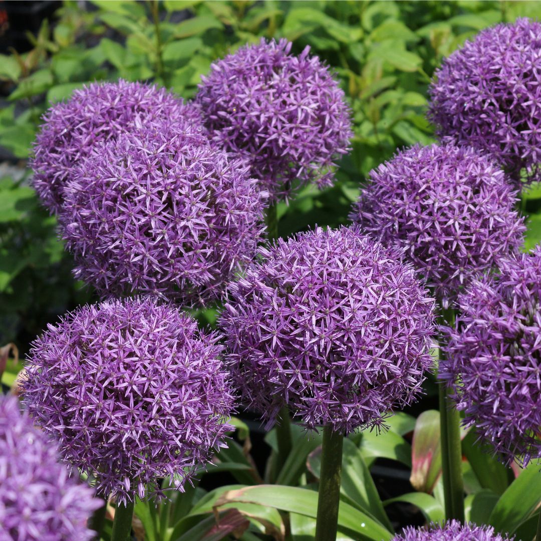 Allium - Giganteum