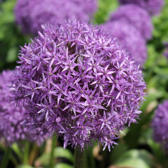 Allium - Giganteum