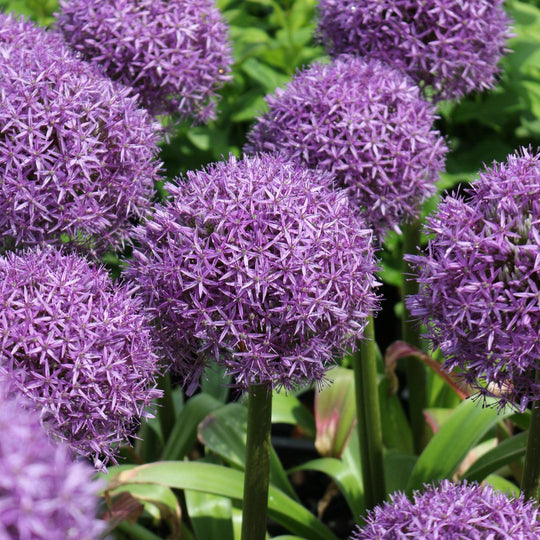 Allium - Giganteum