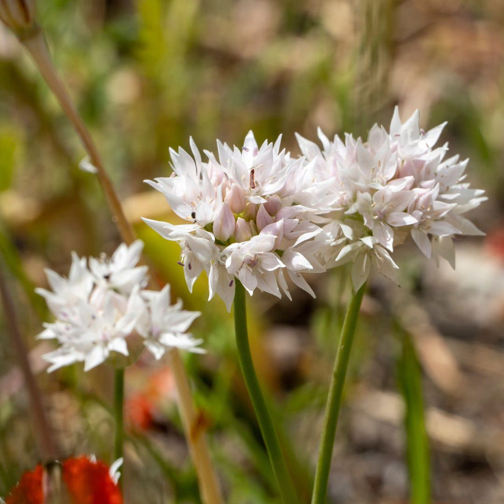 Allium - Graceful Beauty, 5 Pack