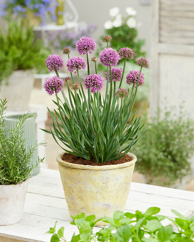 Allium - Little Sapphire, 1 Pack