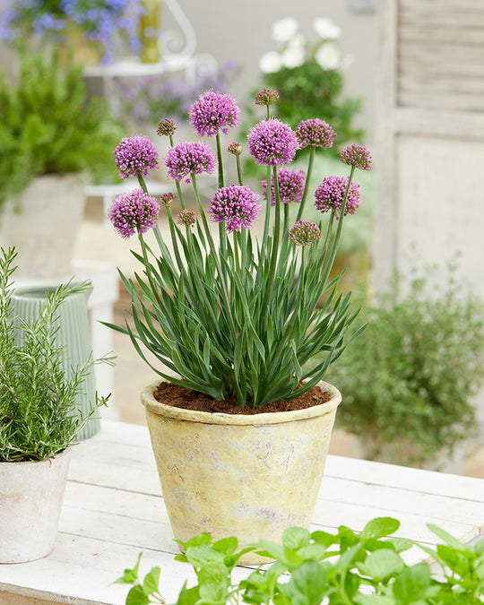 Allium - Little Sapphire, 1 Pack