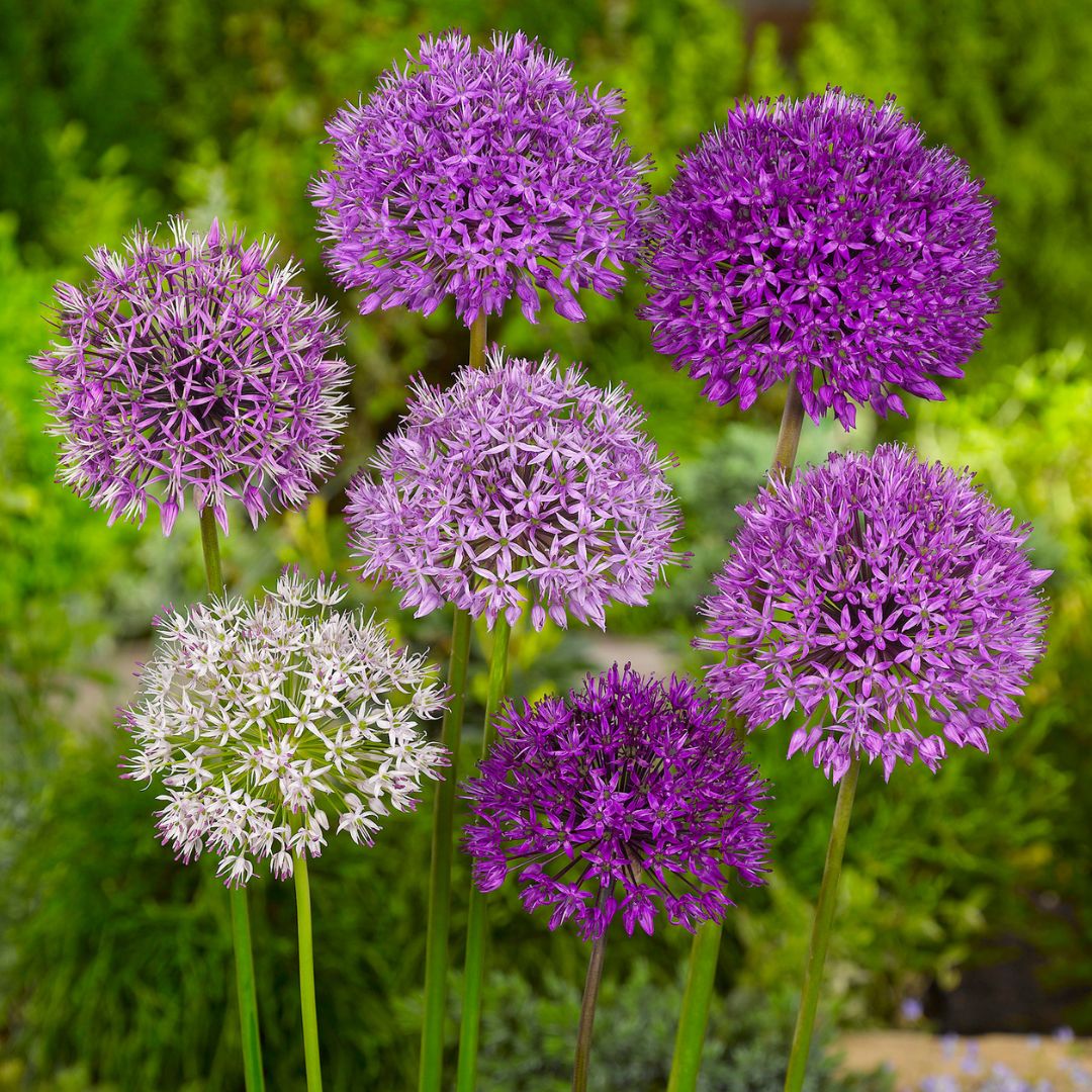 Allium | Tall Mix | Fall Planting Bulb – Wildwood Outdoor Living