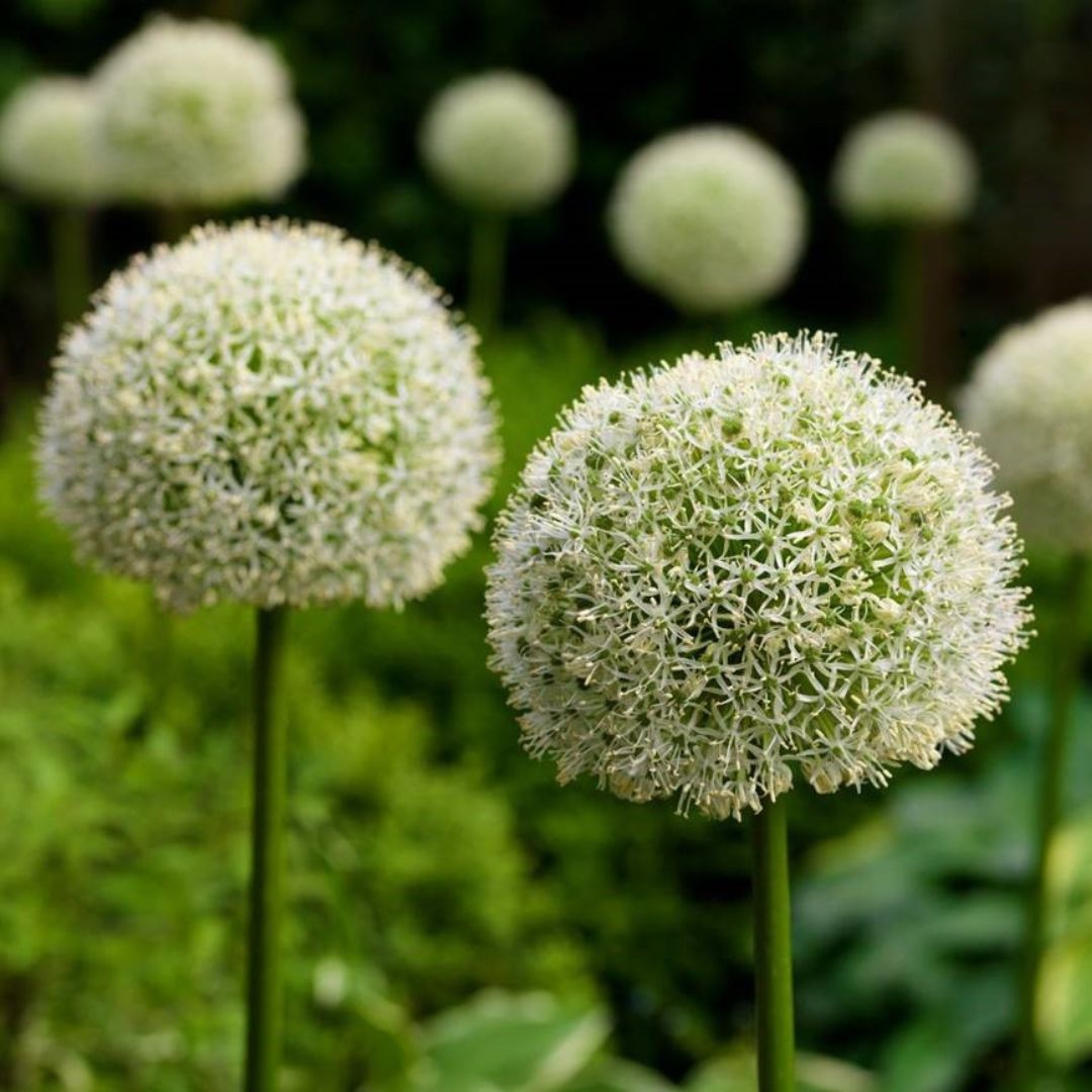 Allium - White Giant, 1 Pack