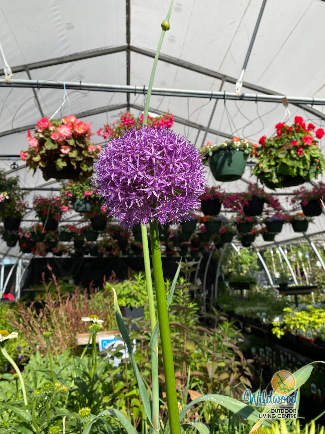 Allium - Globemaster