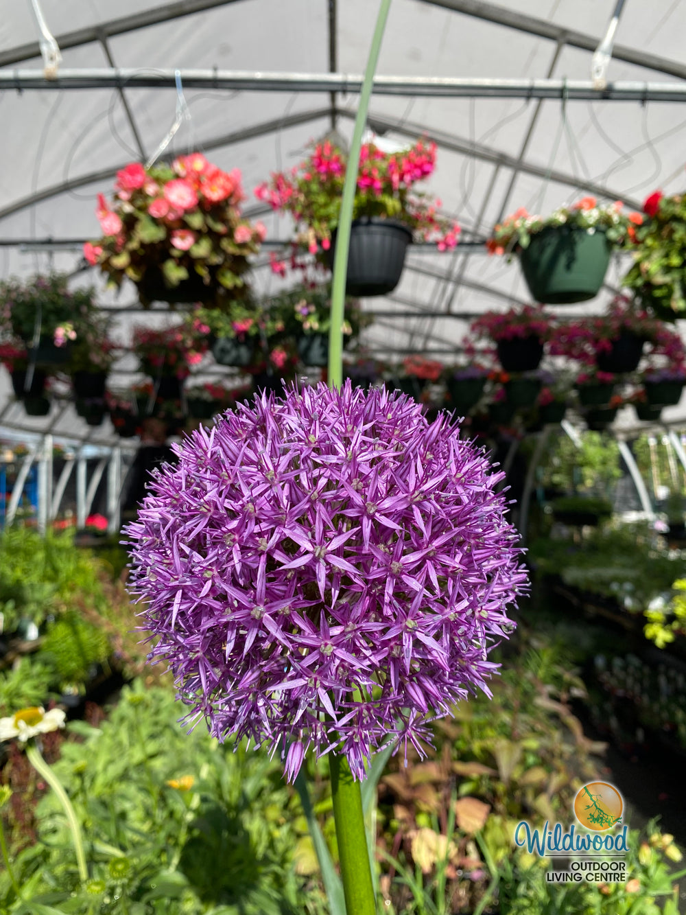 Allium - Globemaster