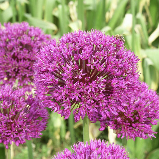 Allium - Purple Sensation, 5 Pack