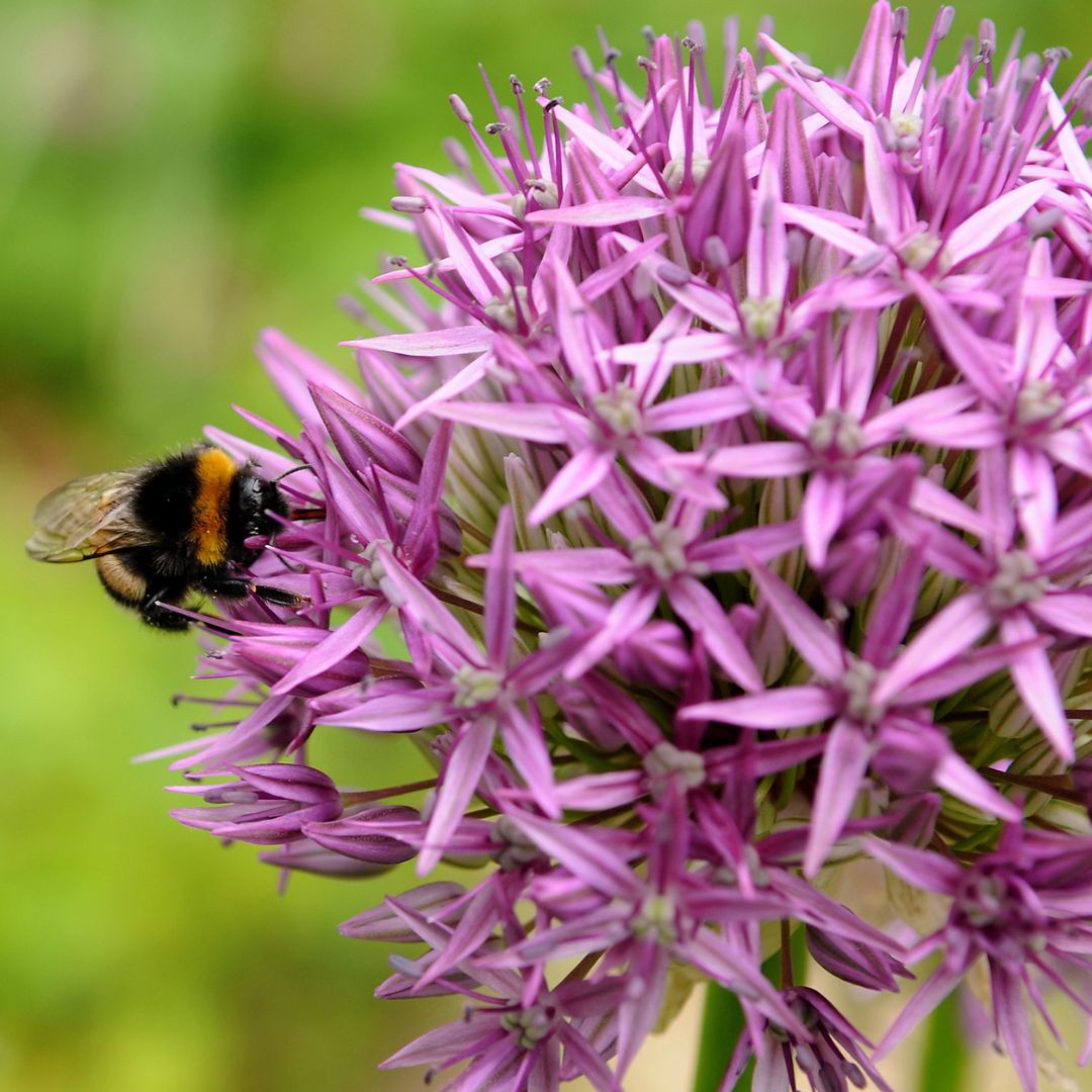 Allium - Purple Sensation, 5 Pack