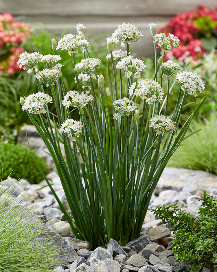 Allium - Cliffs of Dover, 1 Pack