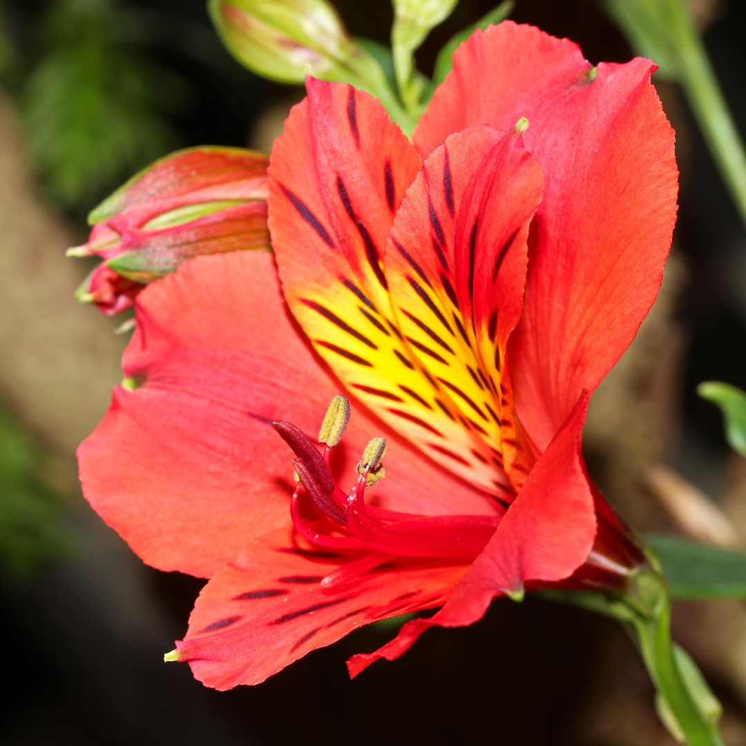 Alstroemeria - Tierce