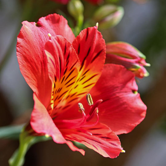 Alstroemeria - Tierce