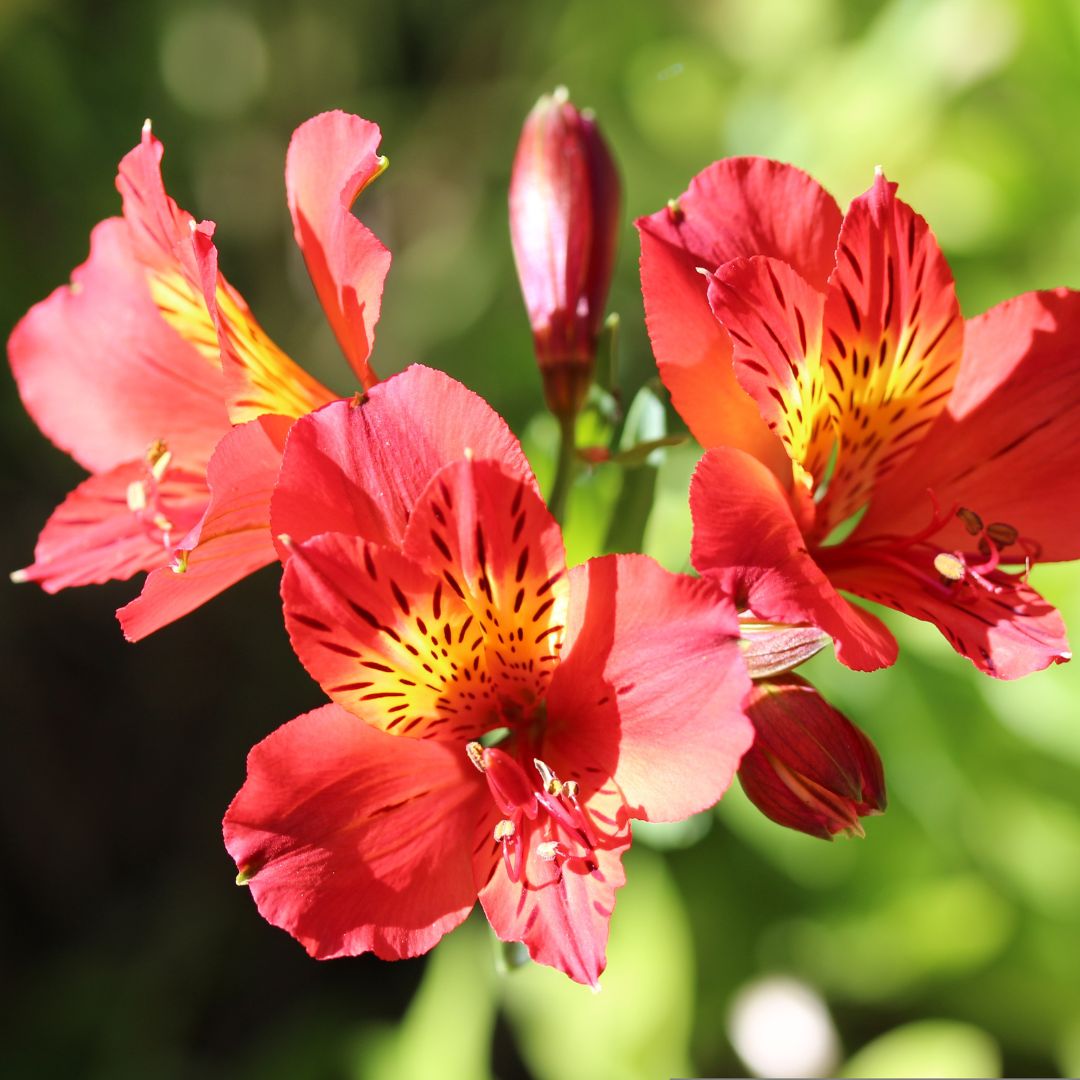 Alstroemeria - Tierce