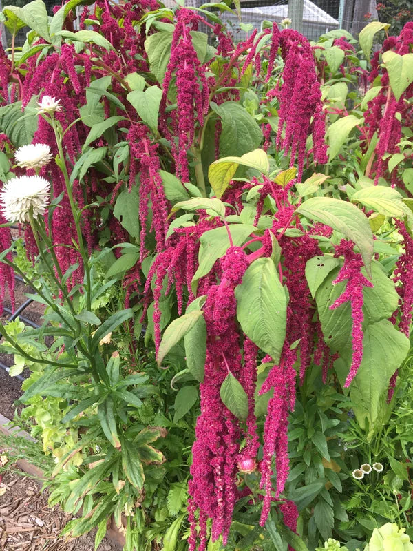 Amaranth Love Lies Bleeding - Cornucopia Seeds