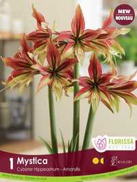 Amaryllis - Mystica