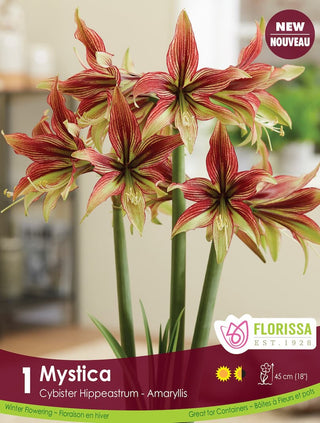 Amaryllis - Mystica