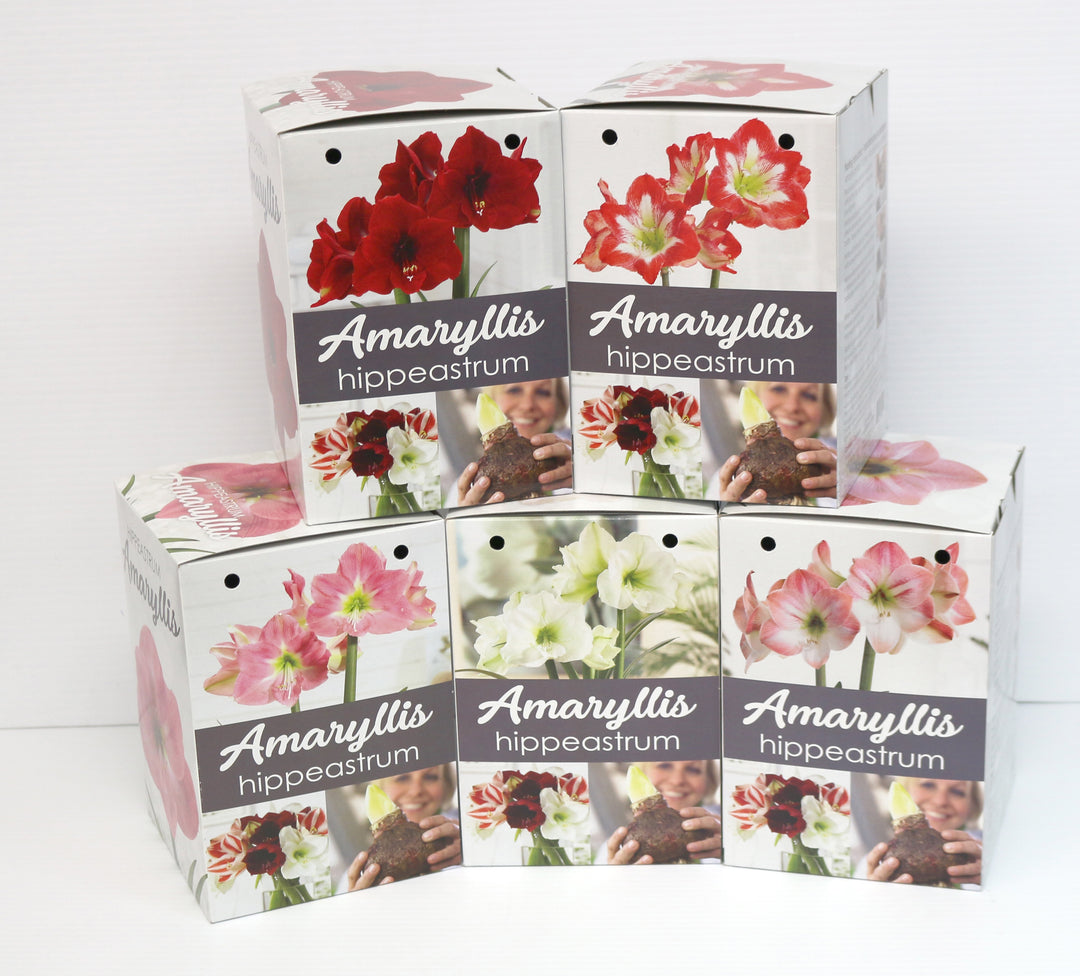 Amaryllis Gift Kit