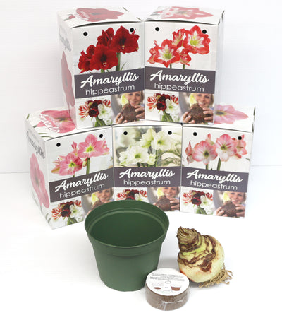 Amaryllis Gift Kit