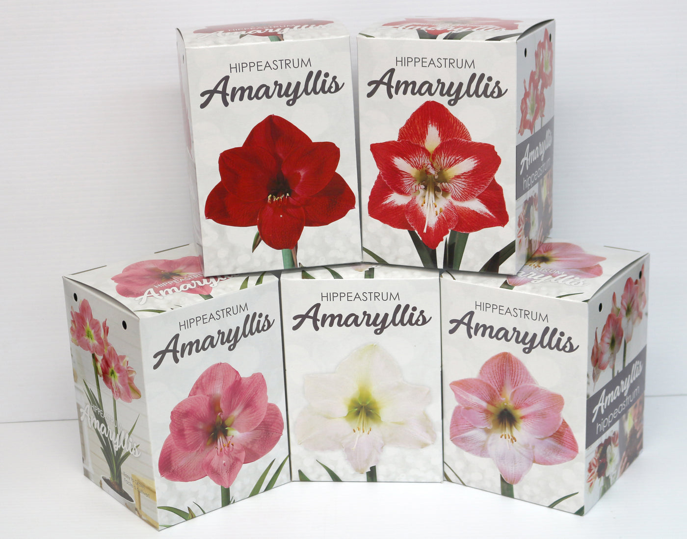 Amaryllis Gift Kit