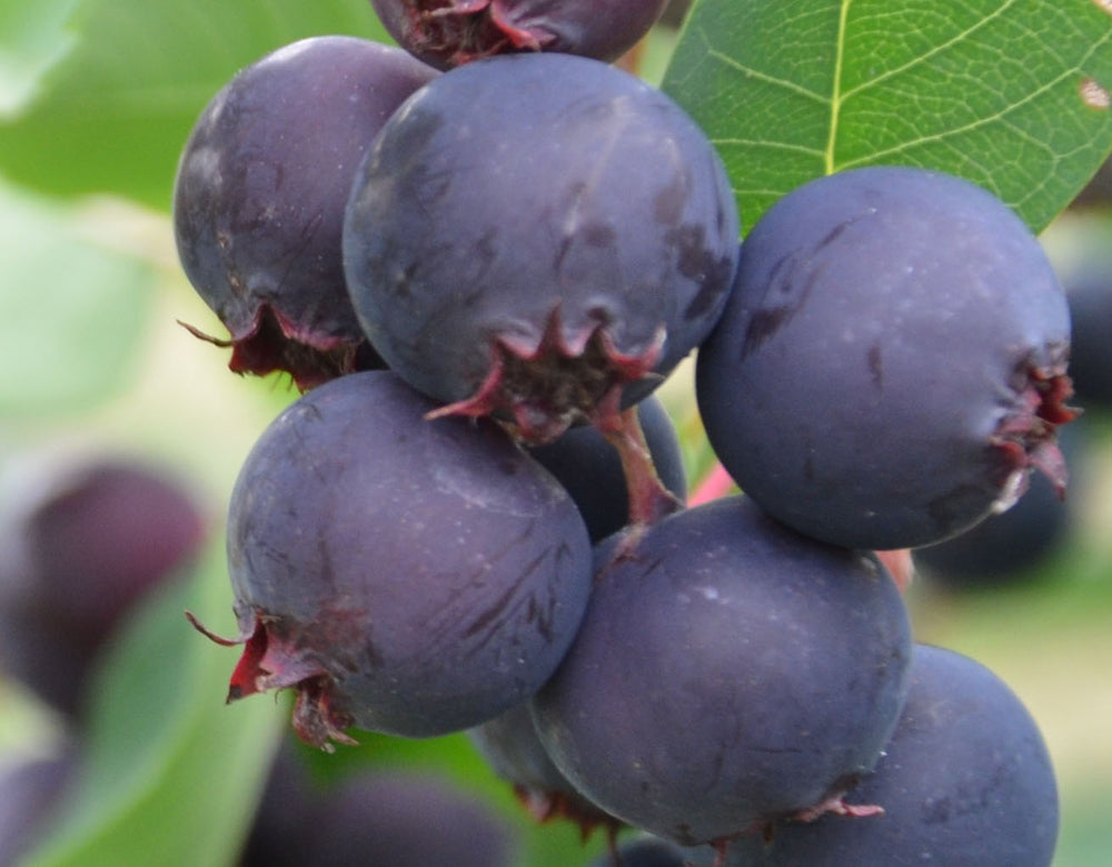 Saskatoon Berry - Thiessen