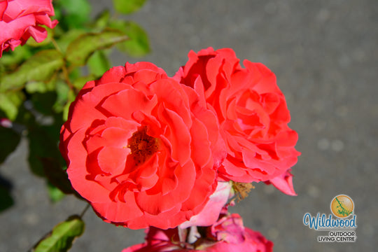 America - Star Roses and Plants