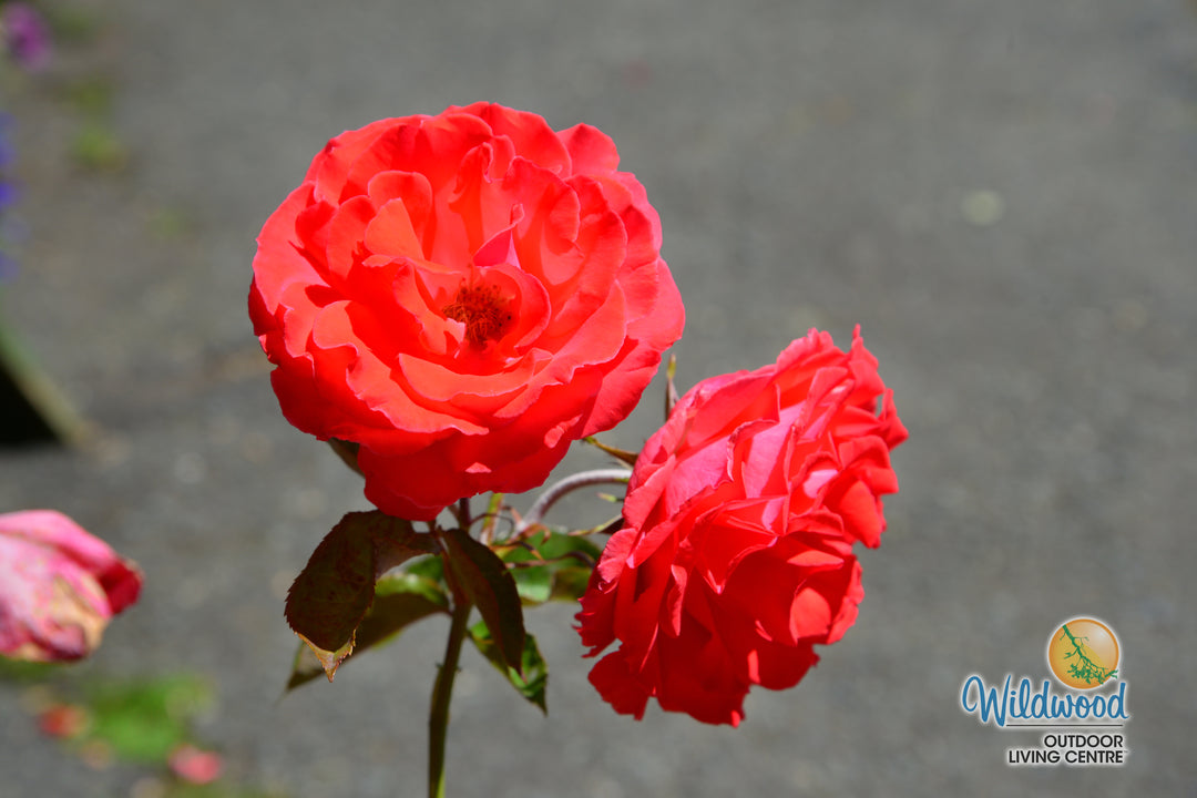 America - Star Roses and Plants