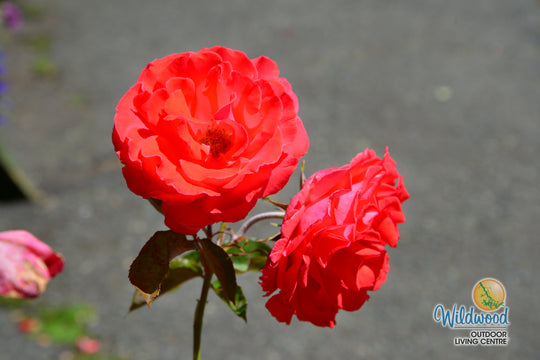 America - Star Roses and Plants
